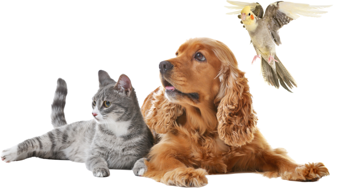Clínica Veterinária especializada em cães, gatos e animais exóticos